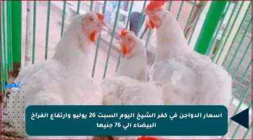أسعار الدواجن في كفر الشيخ اليوم السبت 26 يوليو وارتفاع الفراخ البيضاء الى 76 جنيها
